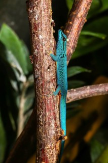 William's dwarf gecko (Lygodactylus williamsi)