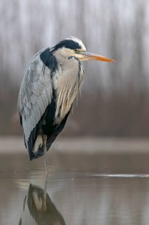 Grey heron or (Ardea cinerea) in splendor dress