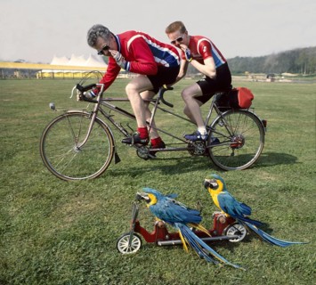 Competition two cyclists race against two parrots