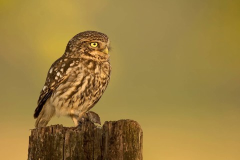 Little owl (Athene noctua) sits on tree stump with shrew as prey
