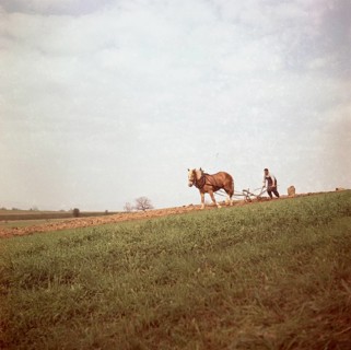 Man ploughs field with strained horse