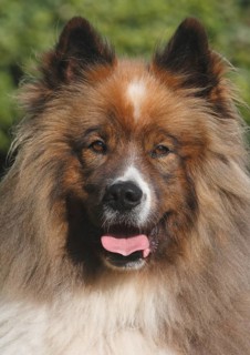 Great Elo male 5 years