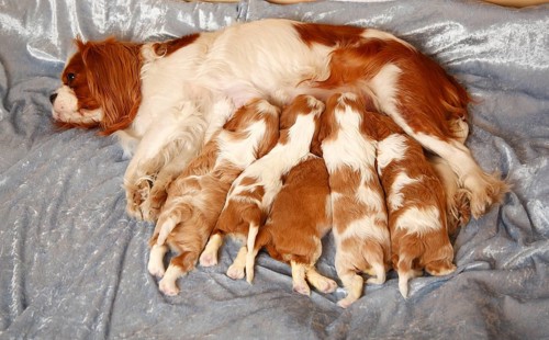 Cavalier King Charles Spaniel