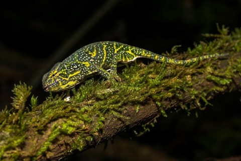 Canopy Chameleon (Furcifer willsii) on mossy branch