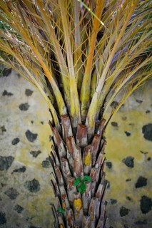 Tree trunk of a palm tree in front of a yellow black wall