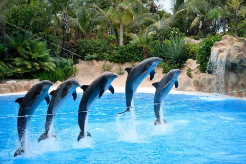 Bottlenose dolphins (Tursiops truncatus) jump in group over a rope