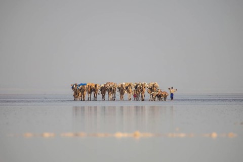 Caravan