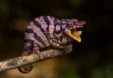 Rhinoceros chameleon (Furcifer rhinoceratus)