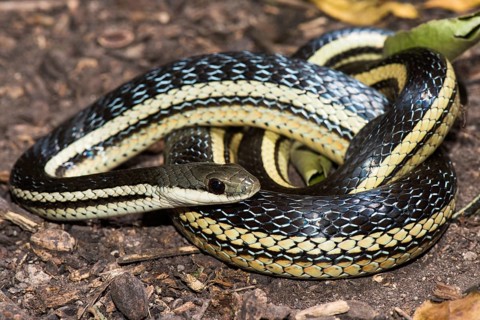 Lateral Water Snake (Thamnosophis lateralis)