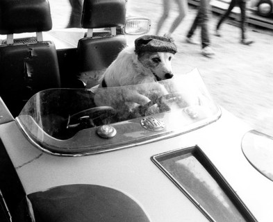 Jack Russell drives a car