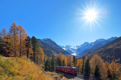 Bernina Express runs through larch forest in autumn