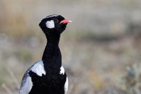 Northern black korhaan (Afrotis afraoides)