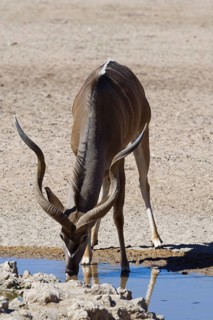 Greater kudu (Tragelaphus strepsiceros)