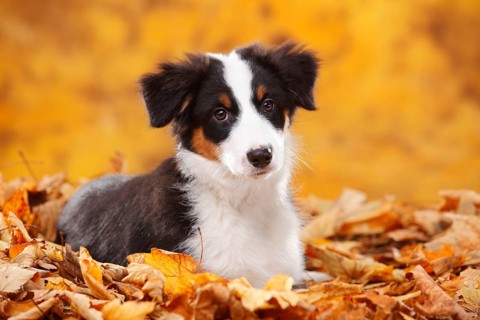 Beagle