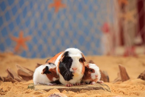English Crested guinea pigs
