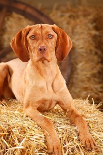 Wire-haired Hungarian pointing dog