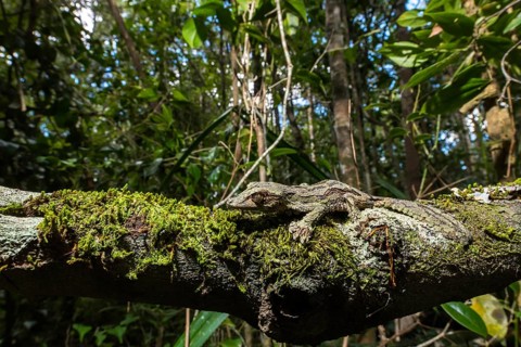 Mossy leaf-tailed gecko (Uroplatus sikorae)