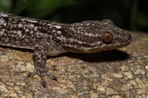 Blaesodactylus ambonihazo