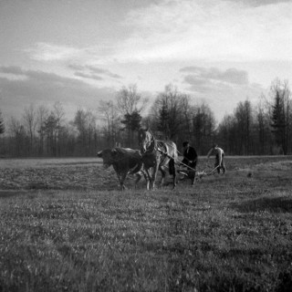 Men ploughing field with strained horses
