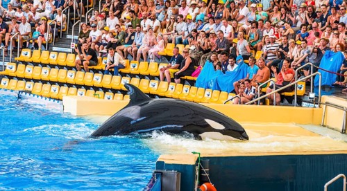 Killer whale (Orcinus orca) ashore