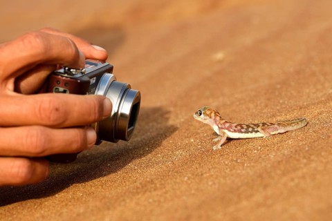 Palmato-Gecko is photographed