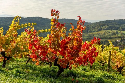 Vineyards in autumn