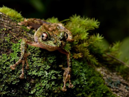 Madagascar frog (Spinomantis sp) on moss
