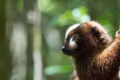 Red-bellied lemur (Eulemur rubriventer)