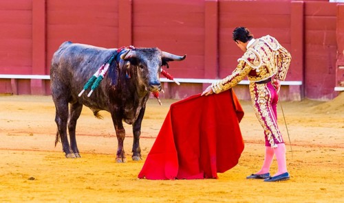Bull stands in front of Matador
