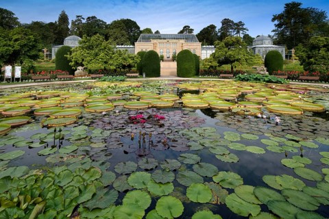 Lily pond