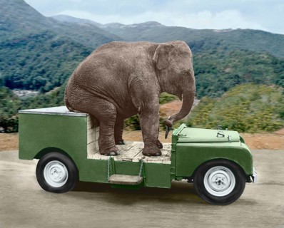 Elephant drives a car
