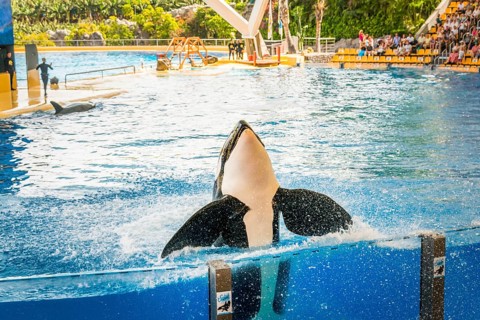 Killer whale (Orcinus orca)