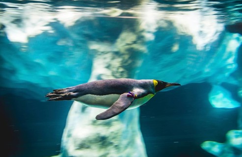 King penguin (Aptenodytes patagonicus) dives