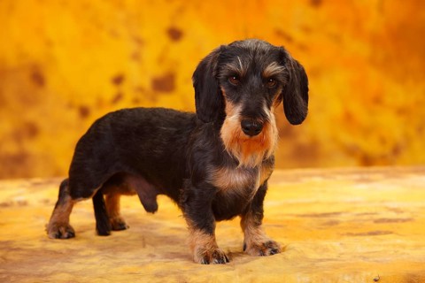 Little Grey-haired Dachshund