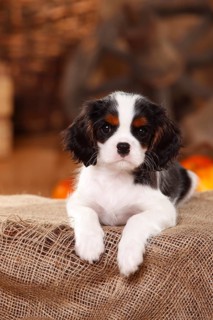 Cavalier King Charles Spaniel