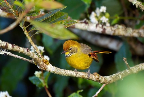 Chestnut-tailed Minla (Minla strigula) sits on branch in tree
