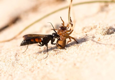 Black-banded spider wasp (Anoplius viaticus) with captured Wolf spider (Lycosidae)