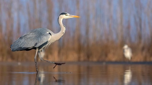 Grey heron or (Ardea cinerea) in the plumage dress