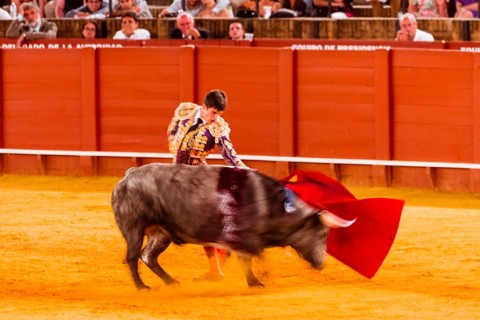 Racing bull with matador