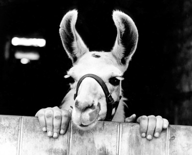 Donkey
