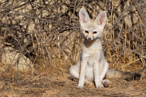 Cape fox (Vulpes chama)