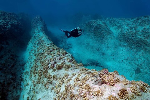 Diver swims over reef ridges with cauliflower corals (Pocillopora meandrina)