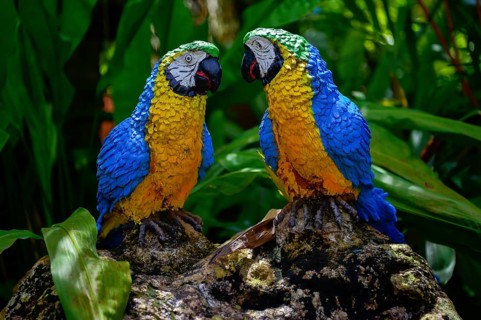 Parrot figures