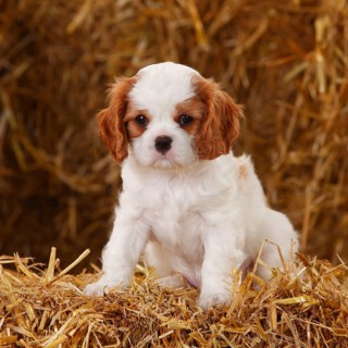 Cavalier King Charles Spaniel
