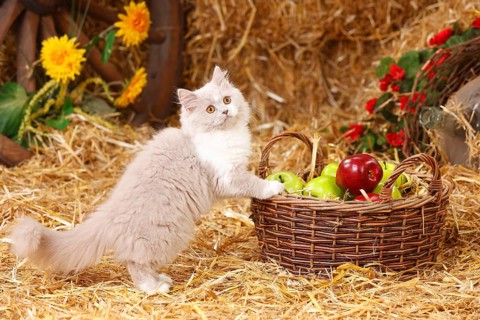 British longhair