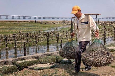 Oyster farmer collecting oysters at low tide