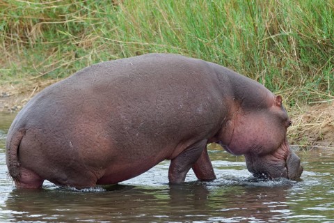 Hippopotamus (Hippopotamus amphibius) going out of the water of the Olifants River