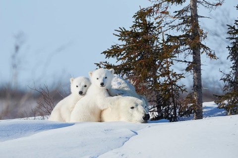Polar bears (Ursus maritimus)