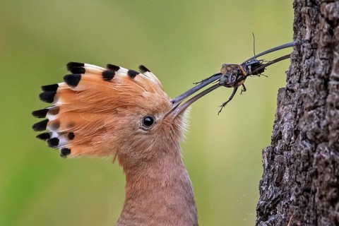 Hoopoe (Upupa epops)