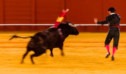 Matador with bull